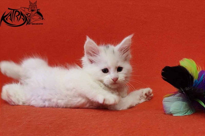 Katran Valter - Кошеня мейн-кун 1 місяць 2 тижні