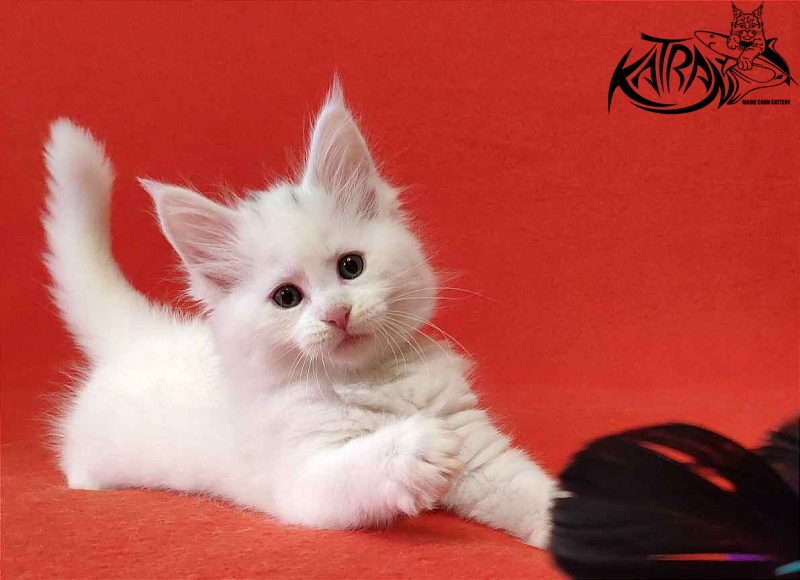 Katran Valter - Кошеня мейн-кун 1 місяць 2 тижні