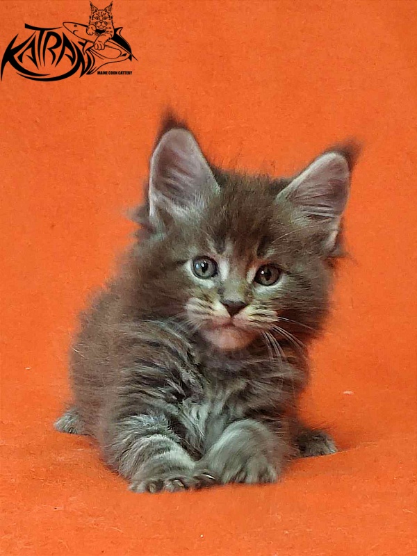 Katran Vilson - Кошеня мейн-кун 1 місяць 2 тижні