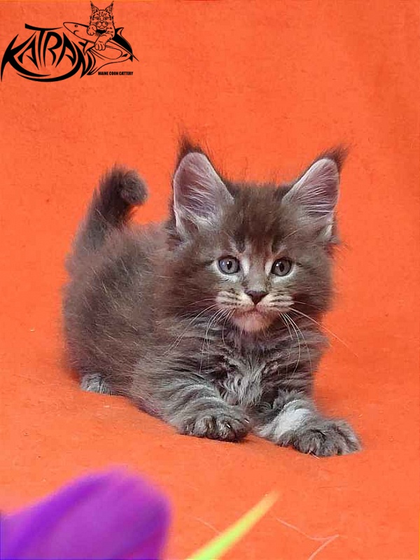Katran Vilson - Кошеня мейн-кун 1 місяць 2 тижні