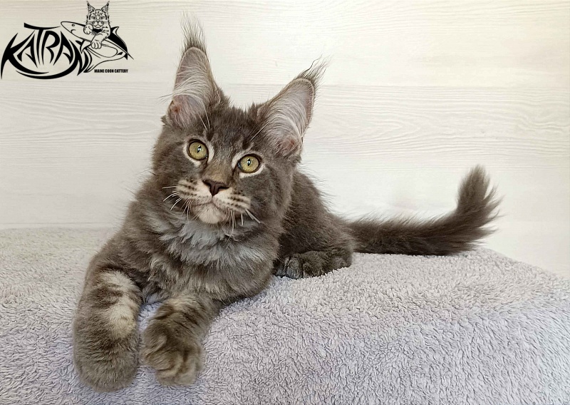 Katran Vilson - Кошеня мейн-кун 3 місяця