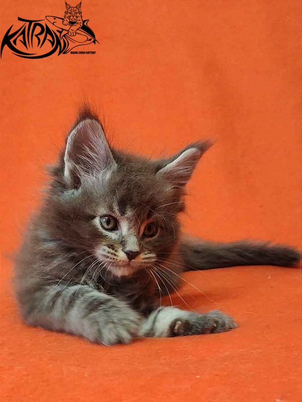 Katran Vilson - Кошеня мейн-кун 1 місяць 2 тижні