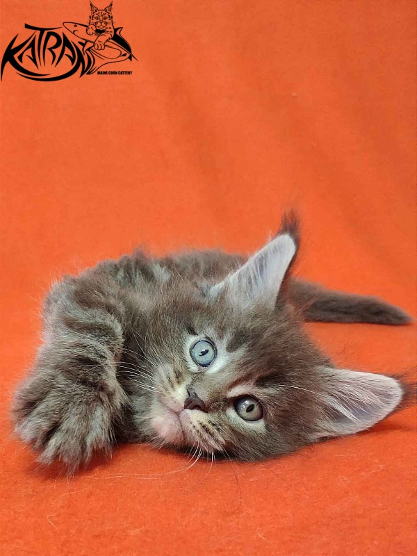 Katran Vilson - Кошеня мейн-кун 1 місяць 2 тижні