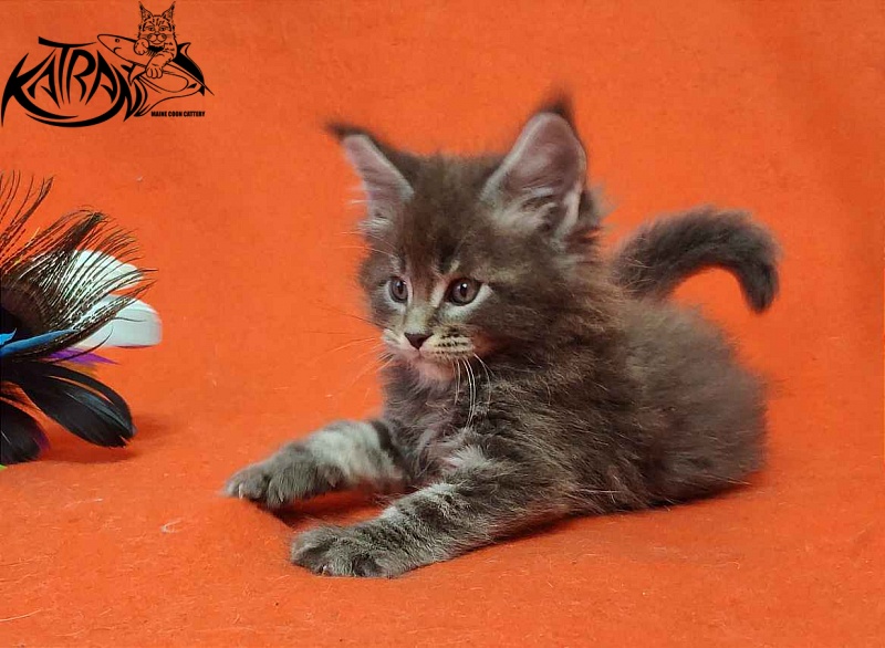 Katran Vilson - Кошеня мейн-кун 1 місяць 2 тижні