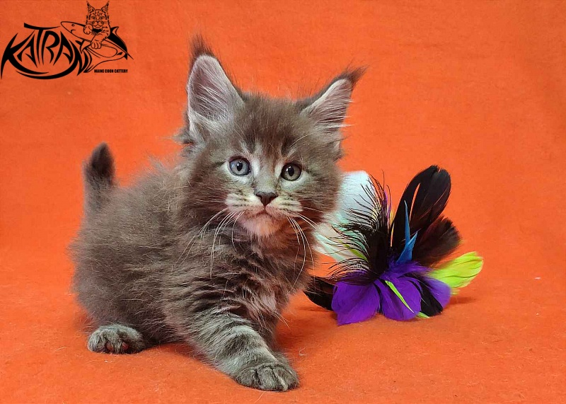 Katran Vilson - Кошеня мейн-кун 1 місяць 2 тижні