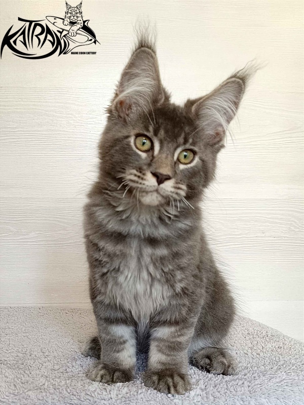 Katran Vilson - Кошеня мейн-кун 3 місяця