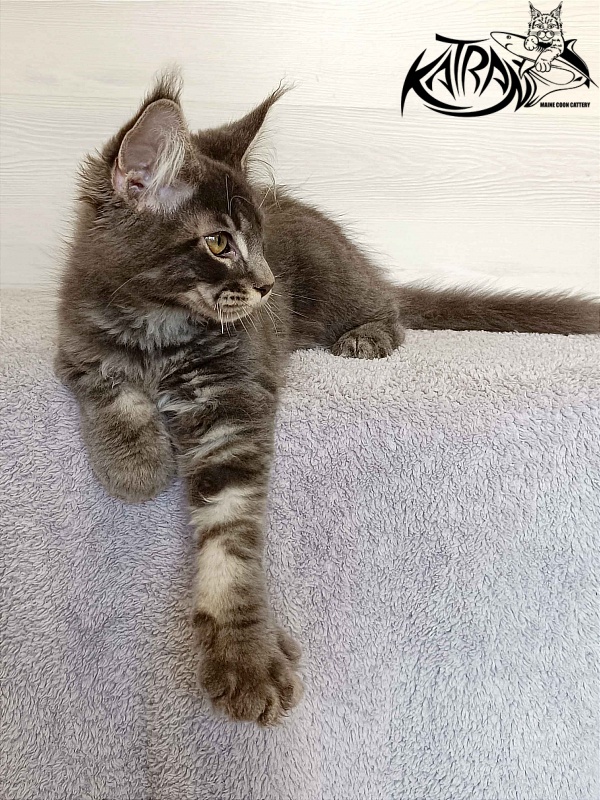 Katran Vilson - Кошеня мейн-кун 3 місяця