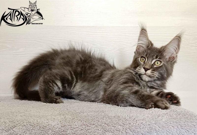 Katran Vilson - Кошеня мейн-кун 3 місяця