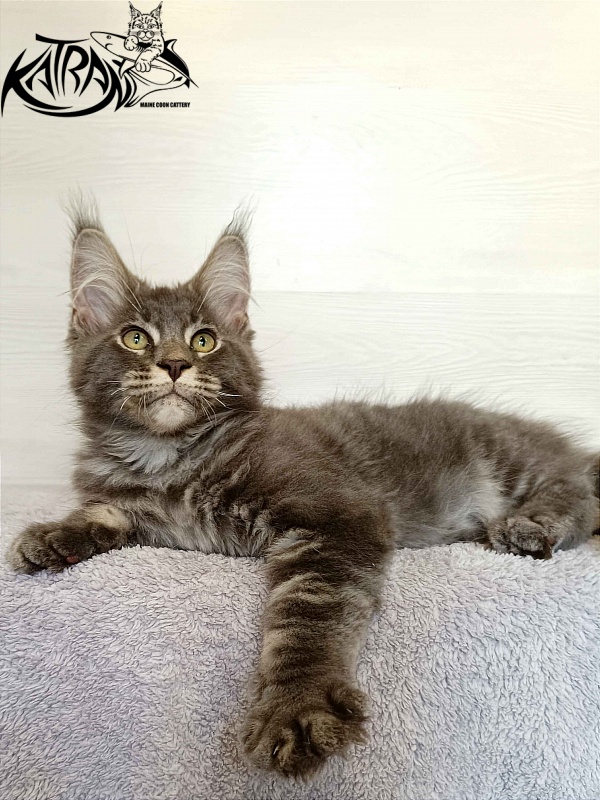 Katran Vilson - Кошеня мейн-кун 3 місяця