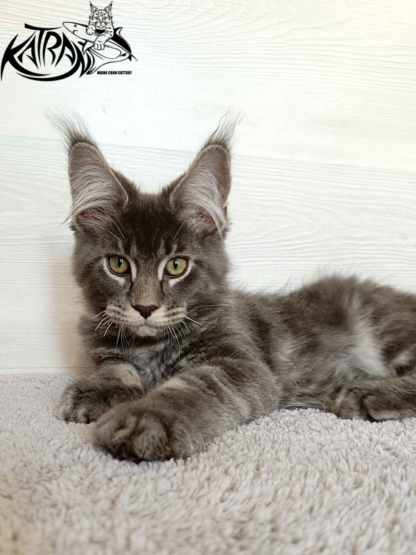 Katran Vilson - Кошеня мейн-кун 3 місяця