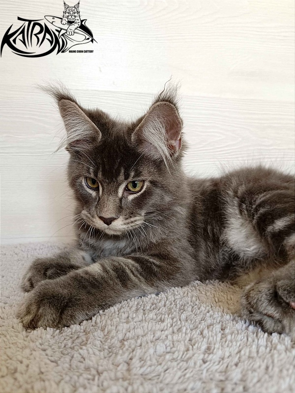 Katran Vilson - Кошеня мейн-кун 3 місяця