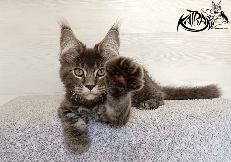 Katran Vilson - Кошеня мейн-кун 3 місяця