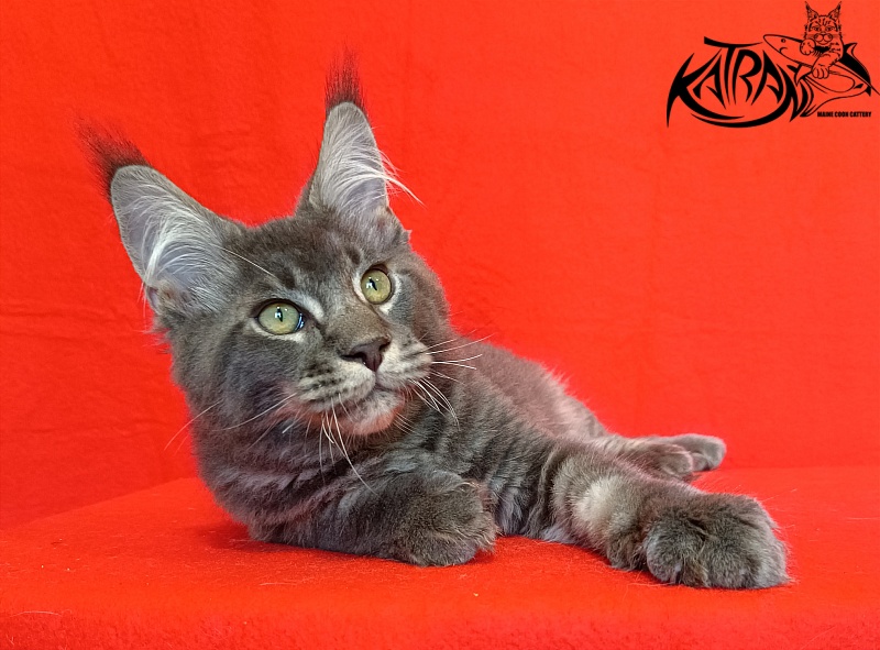 Katran Vilson - Кошеня мейн-кун 4 місяця