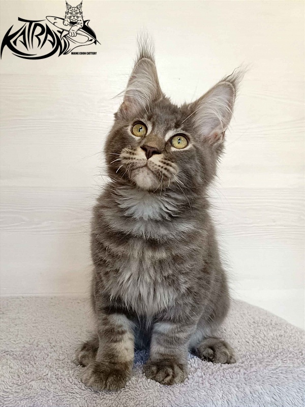 Katran Vilson - Кошеня мейн-кун 3 місяця