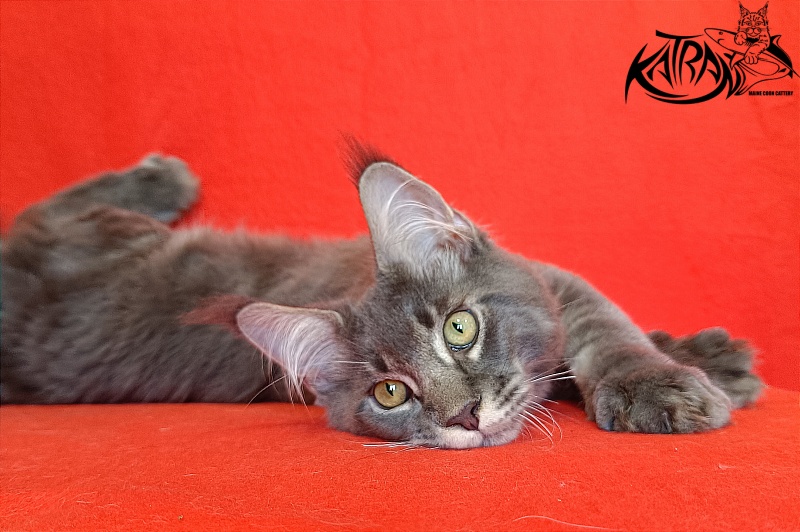 Katran Vilson - Кошеня мейн-кун 4 місяця