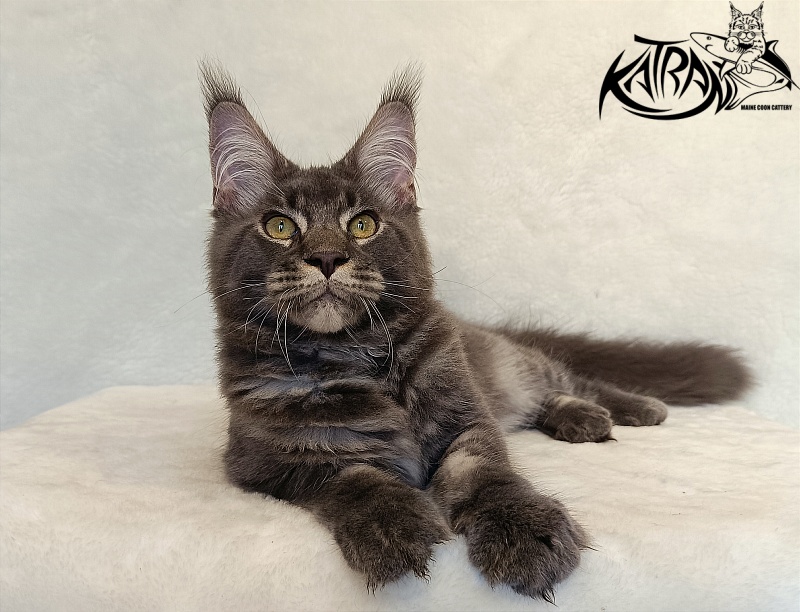 Katran Vilson - Кошеня мейн-кун 4 місяця 2,5 тижні