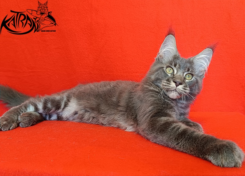 Katran Vilson - Кошеня мейн-кун 4 місяця