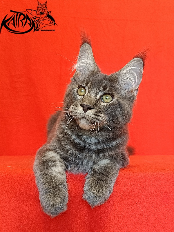 Katran Vilson - Кошеня мейн-кун 4 місяця