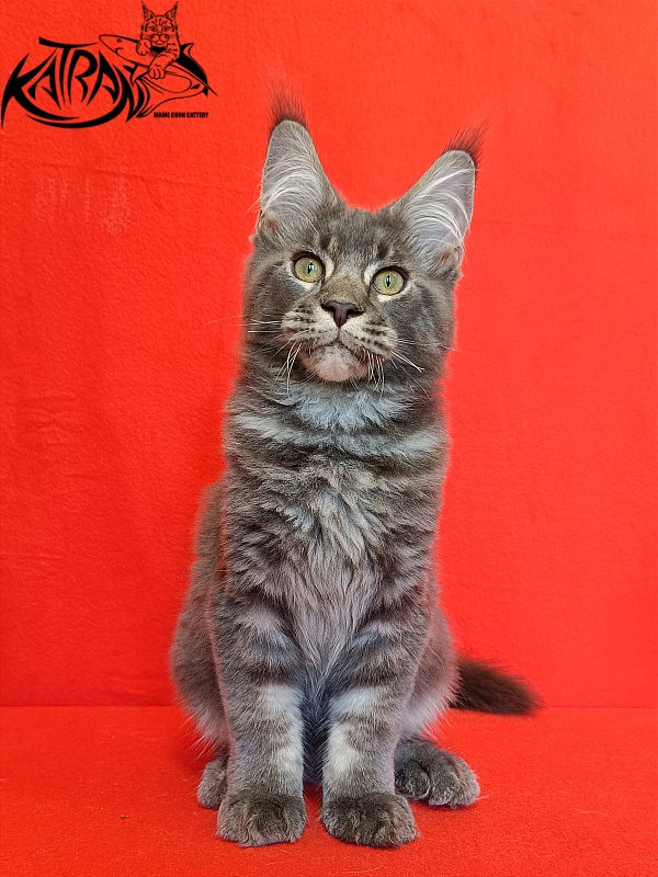 Katran Vilson - Кошеня мейн-кун 4 місяця