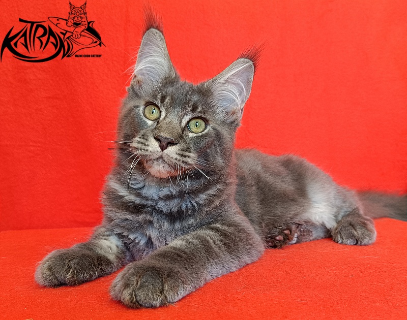 Katran Vilson - Кошеня мейн-кун 4 місяця