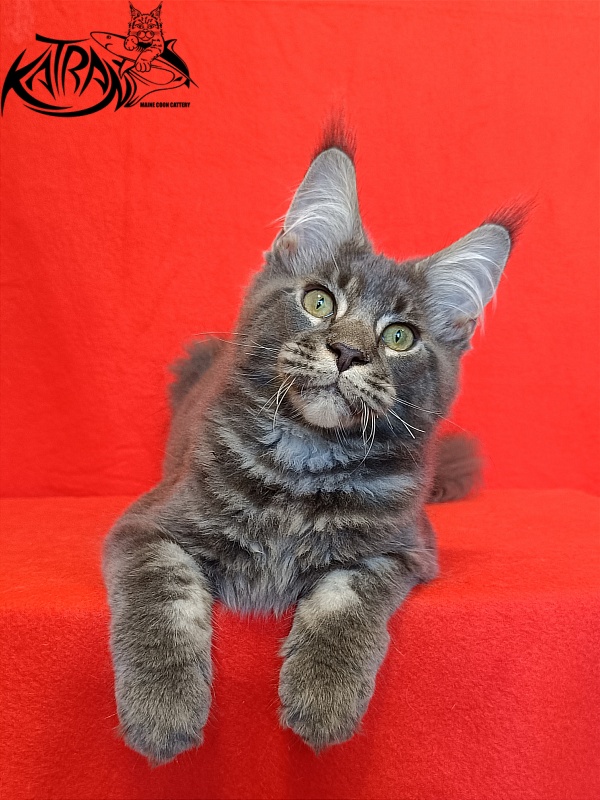 Katran Vilson - Кошеня мейн-кун 4 місяця