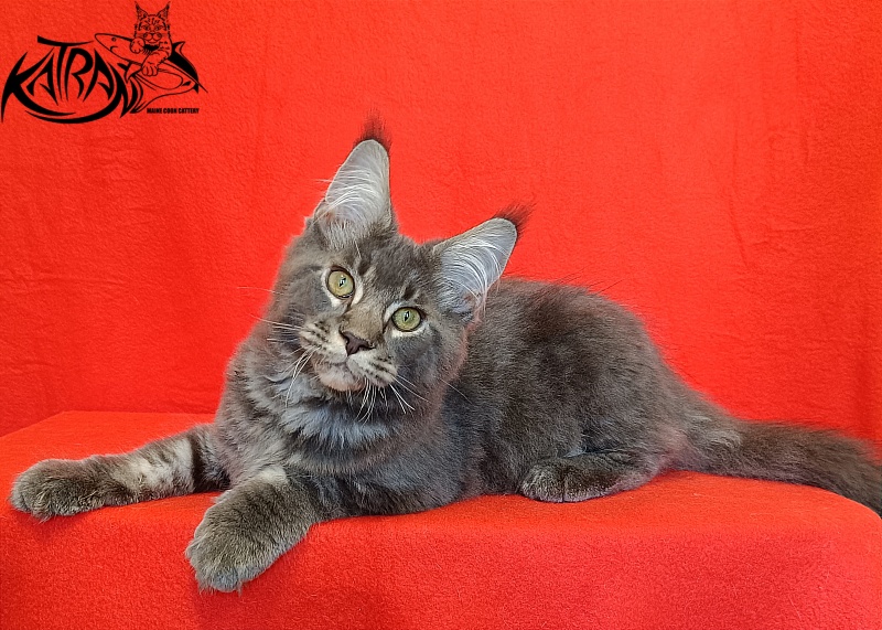 Katran Vilson - Кошеня мейн-кун 4 місяця