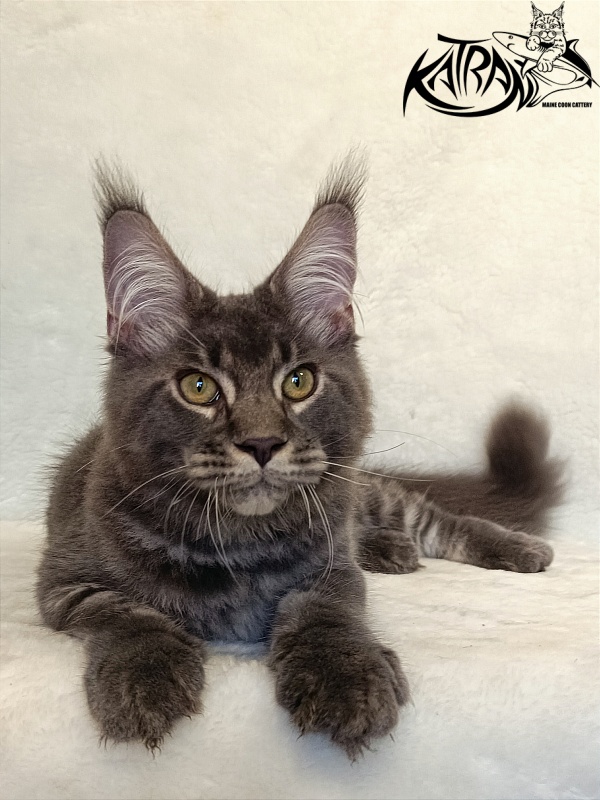 Katran Vilson - Кошеня мейн-кун 4 місяця 2,5 тижні