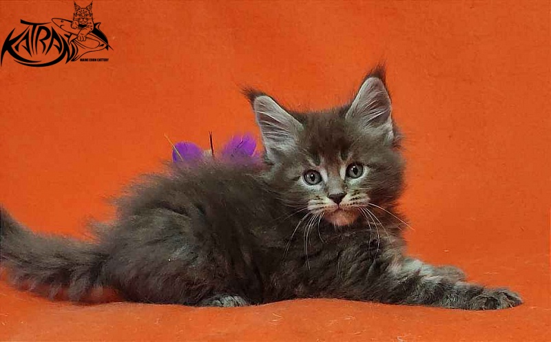 Katran Vilson - Кошеня мейн-кун 1 місяць 2 тижні