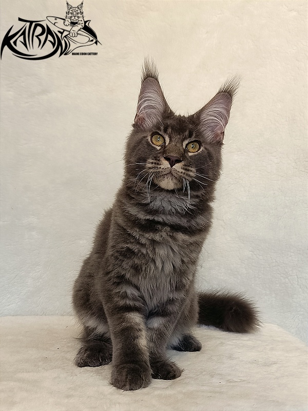 Katran Vilson - Кошеня мейн-кун 4 місяця 2,5 тижні