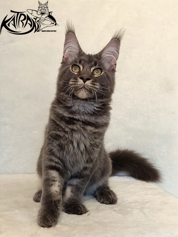 Katran Vilson - Кошеня мейн-кун 4 місяця 2,5 тижні