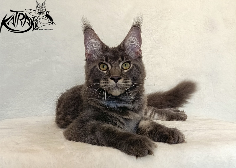 Katran Vilson - Кошеня мейн-кун 4 місяця 2,5 тижні