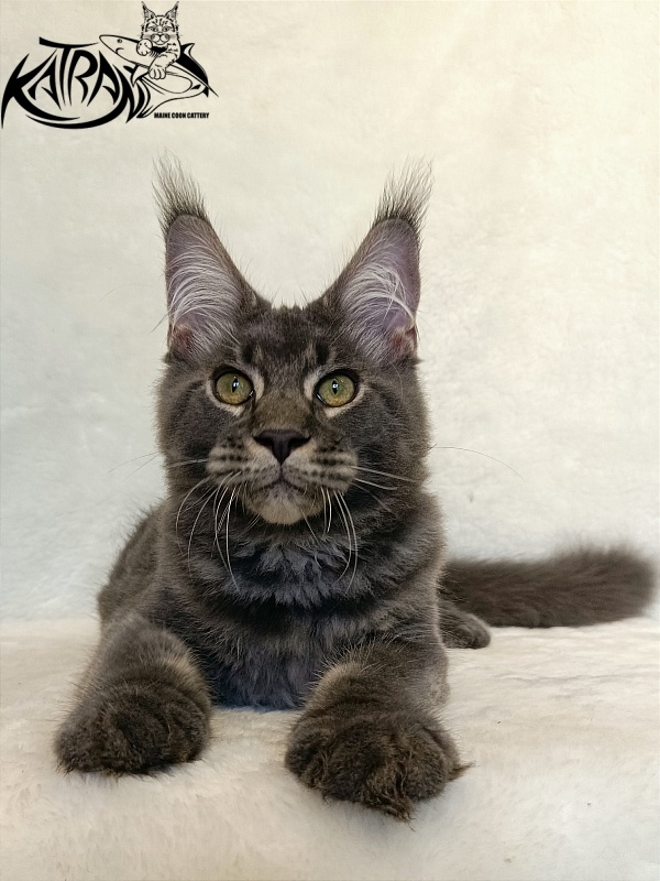 Katran Vilson - Кошеня мейн-кун 4 місяця 2,5 тижні