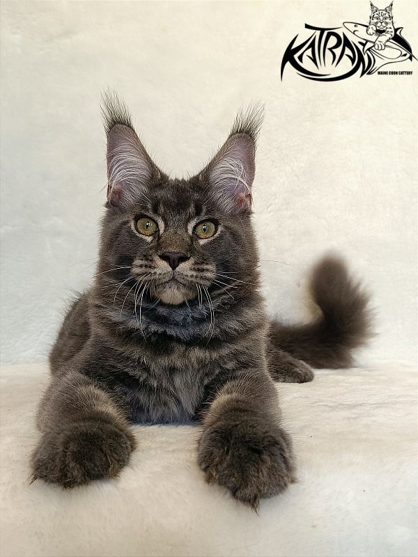 Katran Vilson - Кошеня мейн-кун 4 місяця 2,5 тижні
