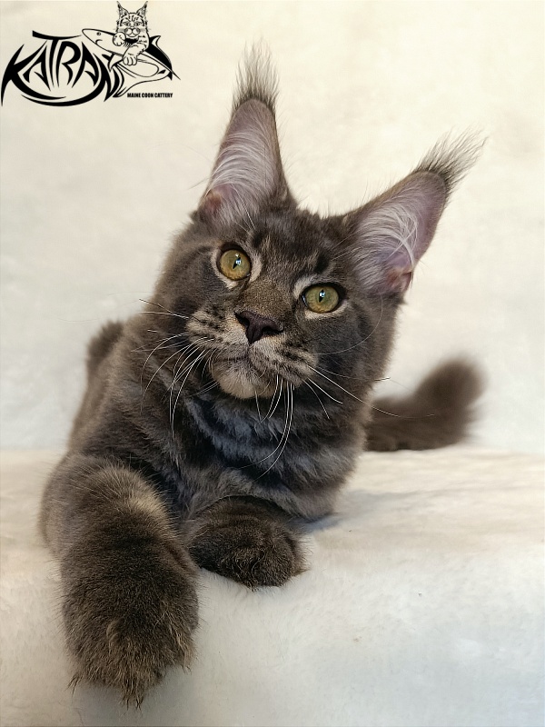 Katran Vilson - Кошеня мейн-кун 4 місяця 2,5 тижні