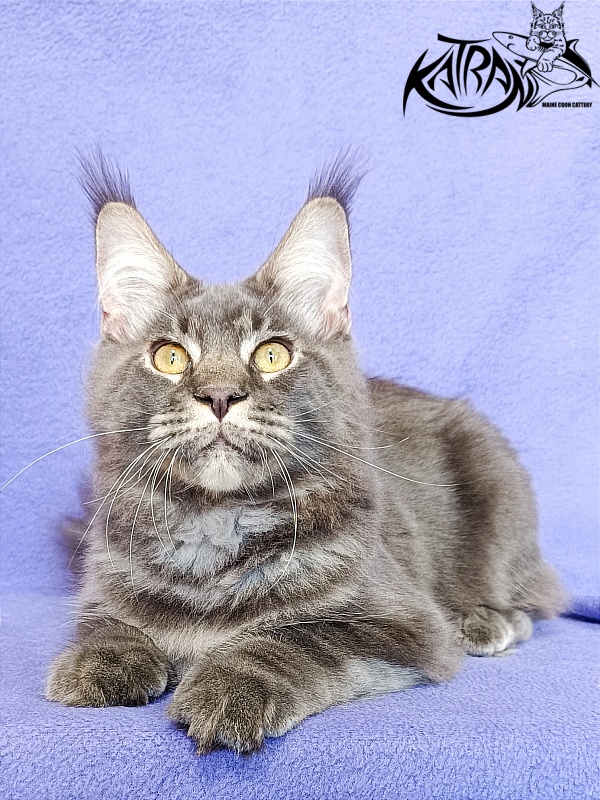 Katran Vilson - Кошеня мейн-кун 5 місяців 2,5 тижні