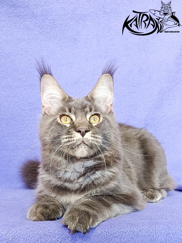 Katran Vilson - Кошеня мейн-кун 5 місяців 2,5 тижні