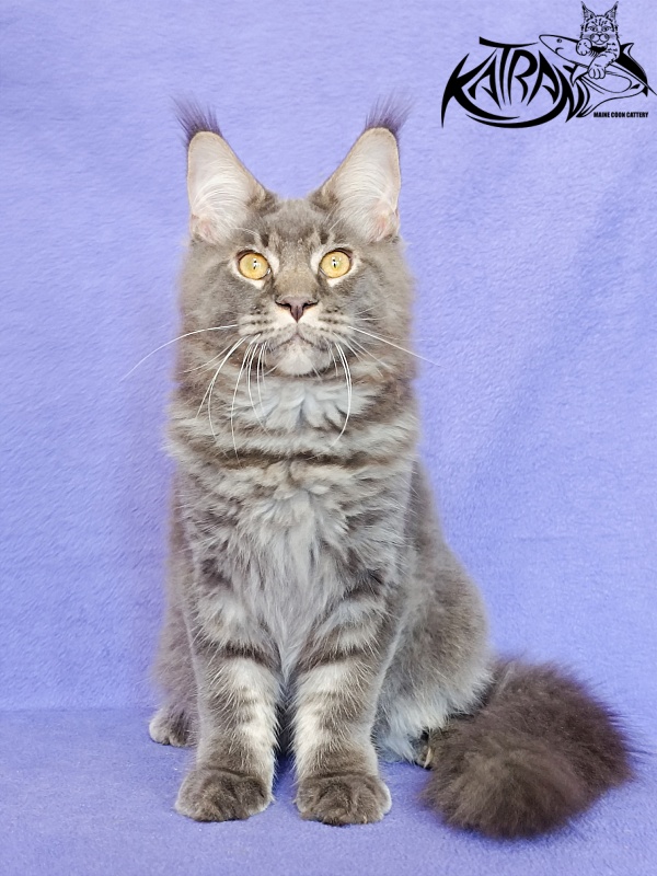 Katran Vilson - Кошеня мейн-кун 5 місяців 2,5 тижні