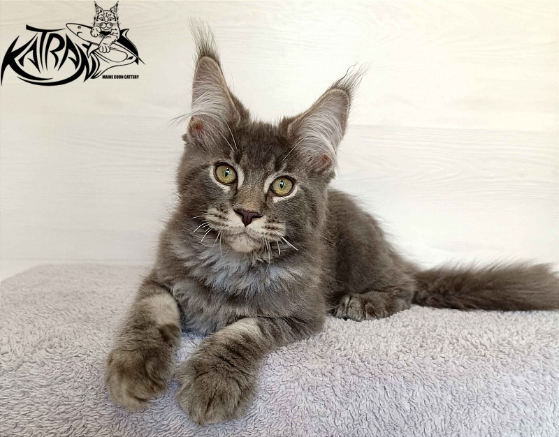 Katran Vilson - Кошеня мейн-кун 3 місяця