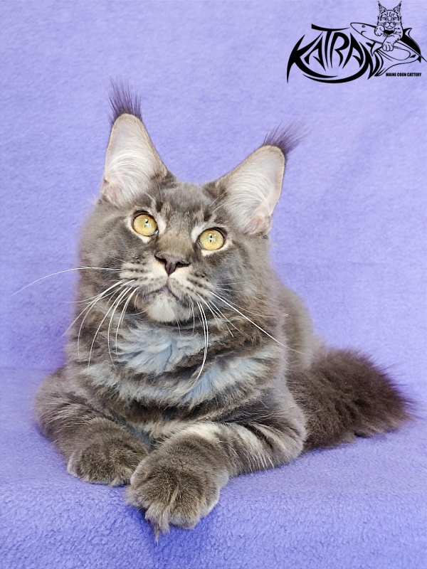 Katran Vilson - Кошеня мейн-кун 5 місяців 2,5 тижні