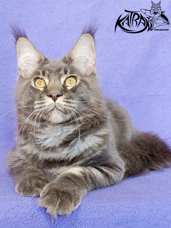 Katran Vilson - Кошеня мейн-кун 5 місяців 2,5 тижні