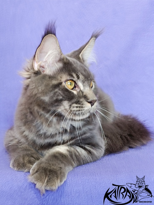 Katran Vilson - Кошеня мейн-кун 5 місяців 2,5 тижні