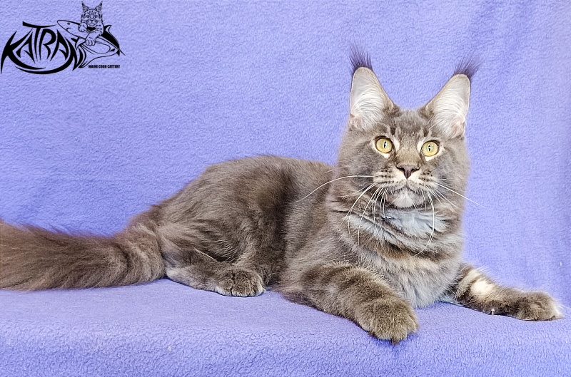 Katran Vilson - Кошеня мейн-кун 5 місяців 2,5 тижні