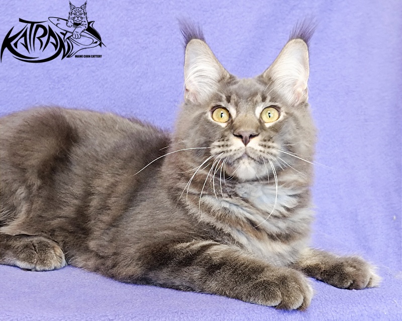 Katran Vilson - Кошеня мейн-кун 5 місяців 2,5 тижні