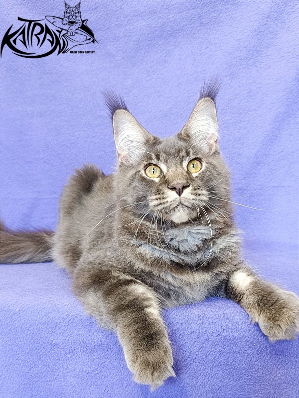 Katran Vilson - Кошеня мейн-кун 5 місяців 2,5 тижні