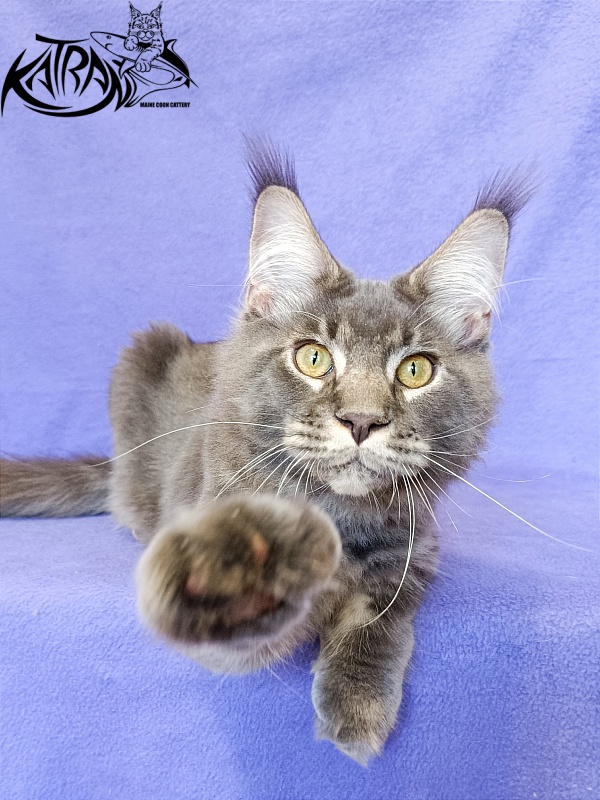 Katran Vilson - Кошеня мейн-кун 5 місяців 2,5 тижні