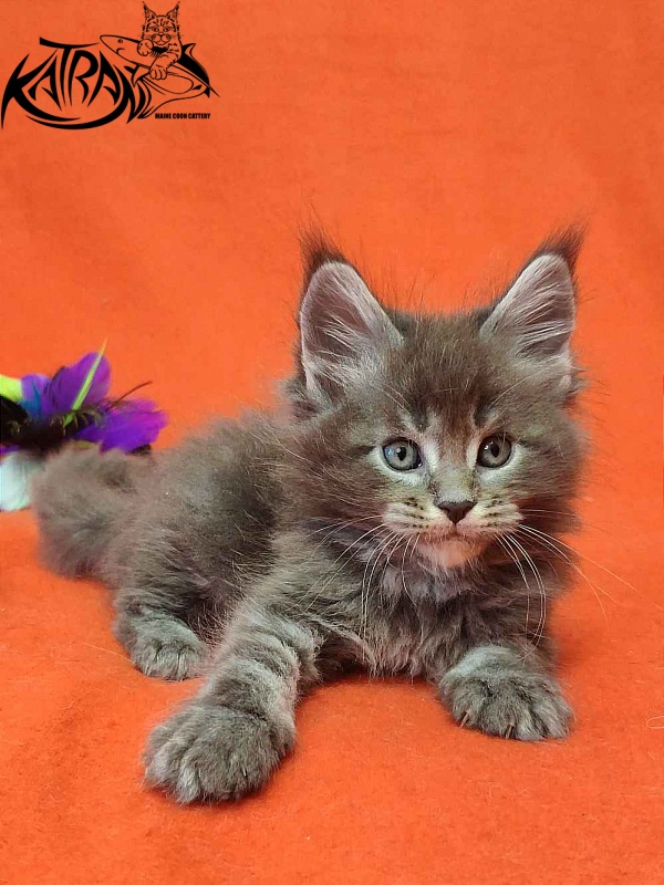 Katran Vilson - Кошеня мейн-кун 1 місяць 2 тижні