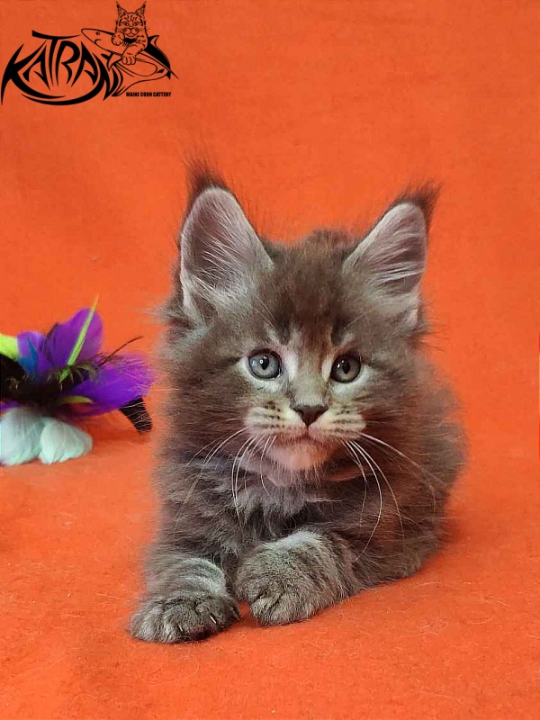 Katran Vilson - Кошеня мейн-кун 1 місяць 2 тижні