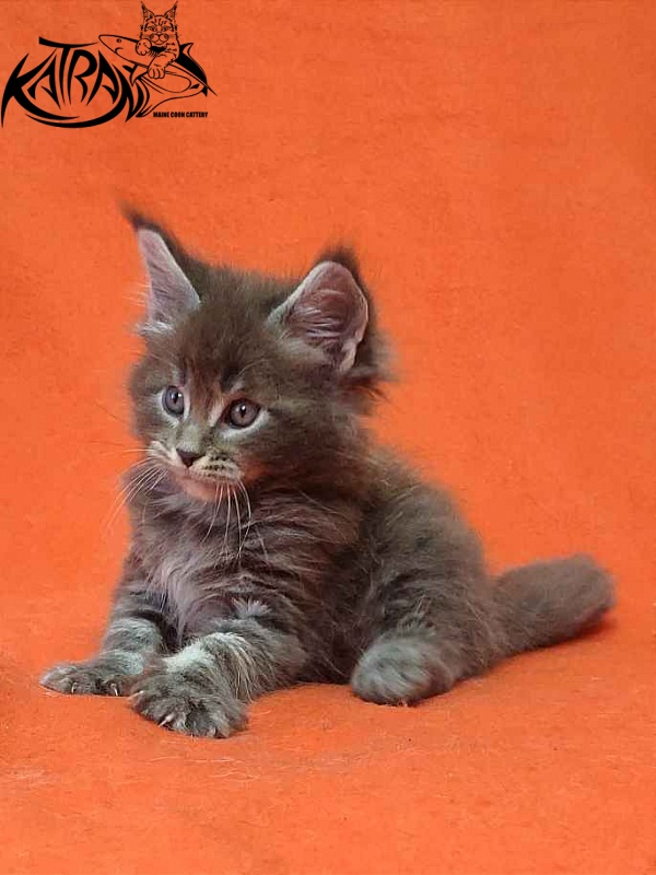 Katran Vilson - Кошеня мейн-кун 1 місяць 2 тижні