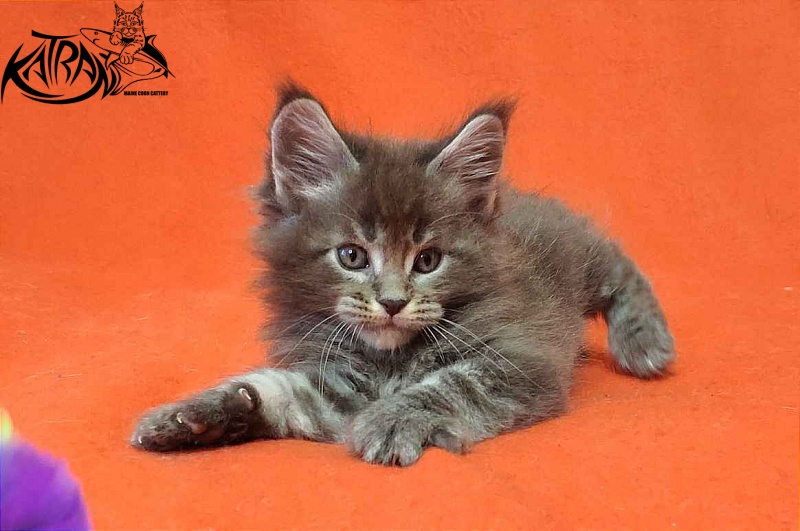 Katran Vilson - Кошеня мейн-кун 1 місяць 2 тижні