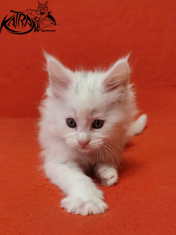 Katran Vegas - Кошеня мейн-кун 1 місяць 2 тижні